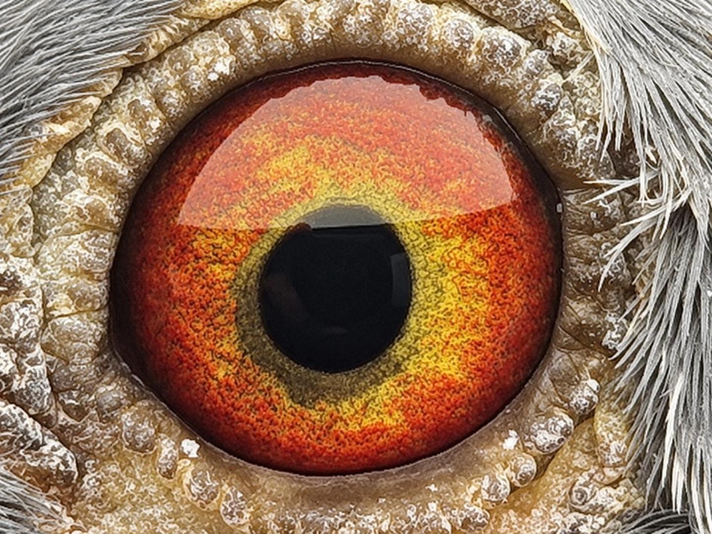 Pigeon eye
